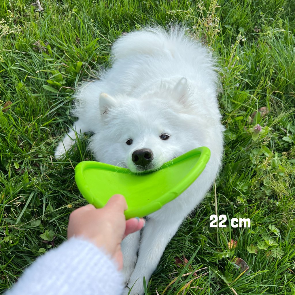 GLORIA Frisbee